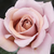 Brązowy - Róże rabatowe floribunda - Koko Loco